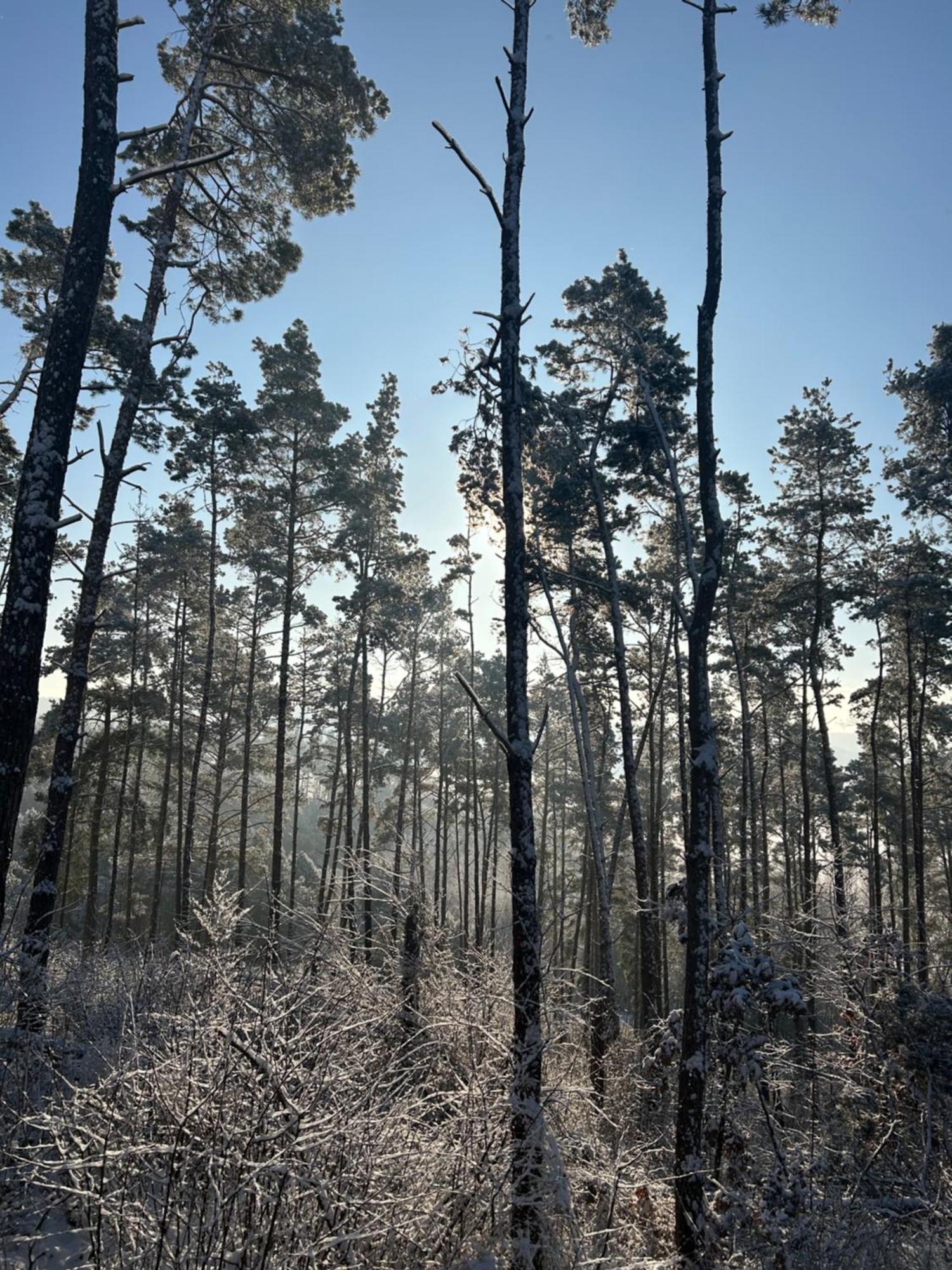 Brzezina Resort - Wille Żnin Esterno foto